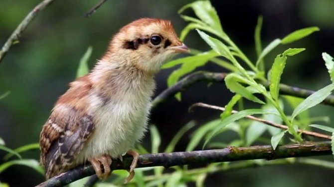 Птенцы рябчика