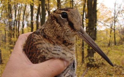 Птица в руке