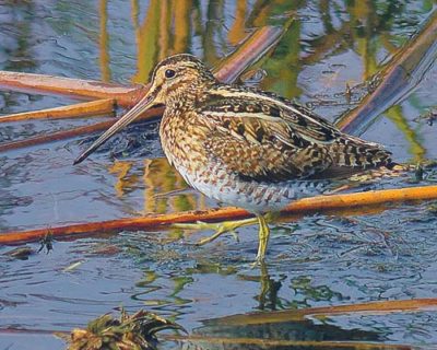Вальдшнеп в озере