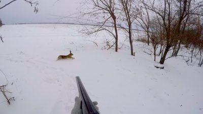 Заяц в прицеле