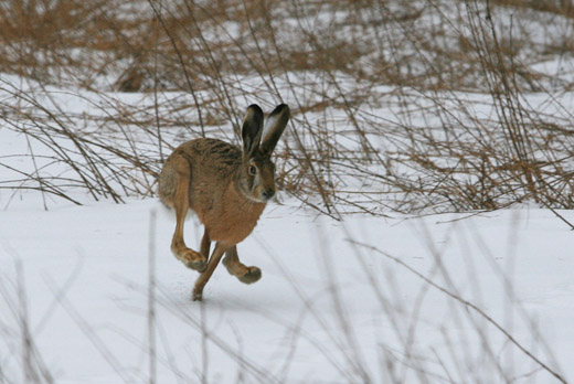 Охота на зайца, охота на зайца с подхода, охота на зайца в узерку, охота на зайца троплением, способы охоты на зайца, как охотиться на зайца