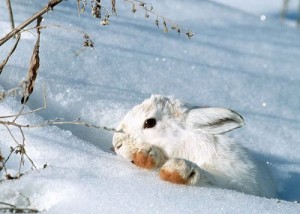 Охота на зайца и ее особенности