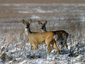 Охота на косулю в зимнее время