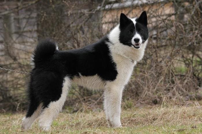 Русско-европейская лайка