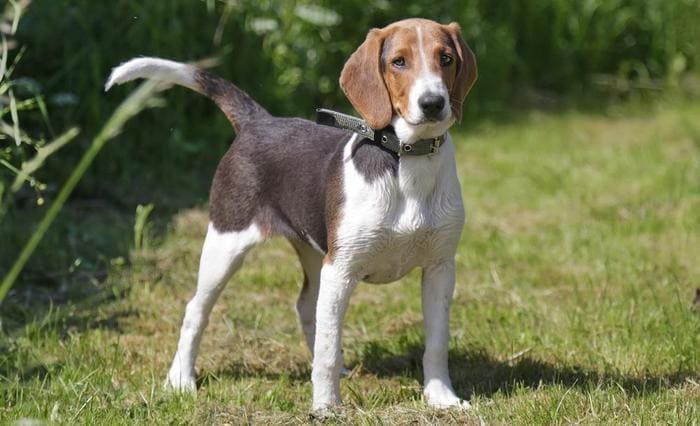 Эстонская гончая