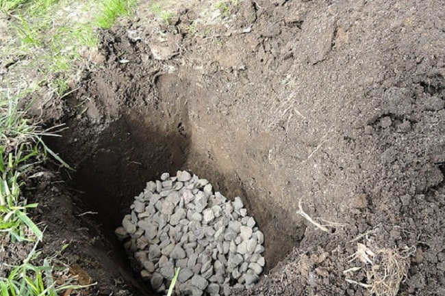 дренаж посадочной ямы