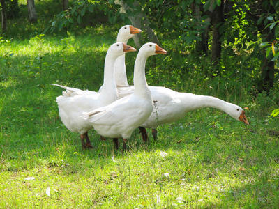 Сад - не место для выпаса скота и птицы. Фото с сайта ogorodnik.com