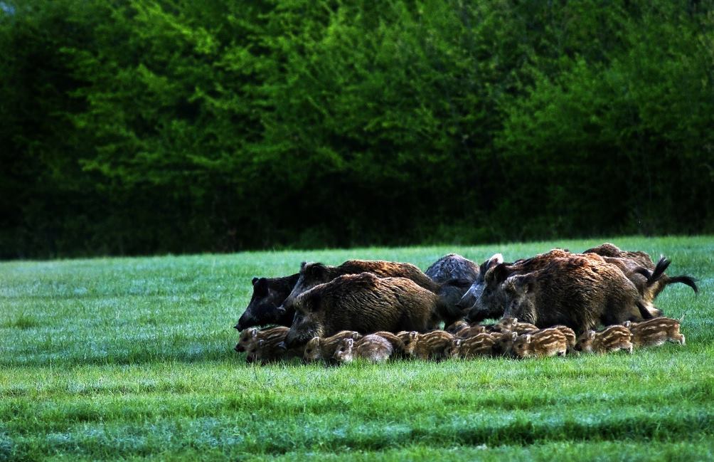 Охота на кабана