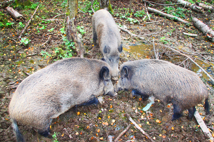 Охота на кабана, подкормочная площадка для кабанов как сделать