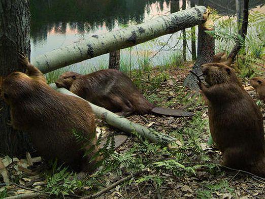 Как поймать бобра?
