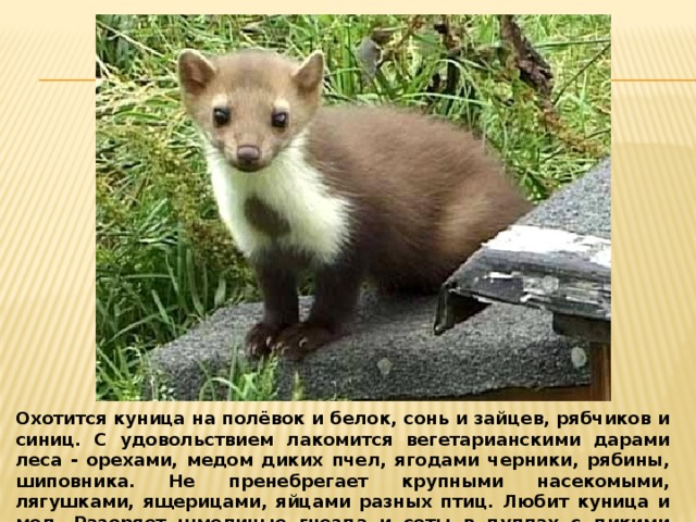 Охотится куница на полёвок и белок, сонь и зайцев, рябчиков и синиц. С удовольствием лакомится вегетарианскими дарами леса - орехами, медом диких пчел, ягодами черники, рябины, шиповника. Не пренебрегает крупными насекомыми, лягушками, ящерицами, яйцами разных птиц. Любит куница и мед. Разоряет шмелиные гнезда и соты в дуплах с дикими пчелами.