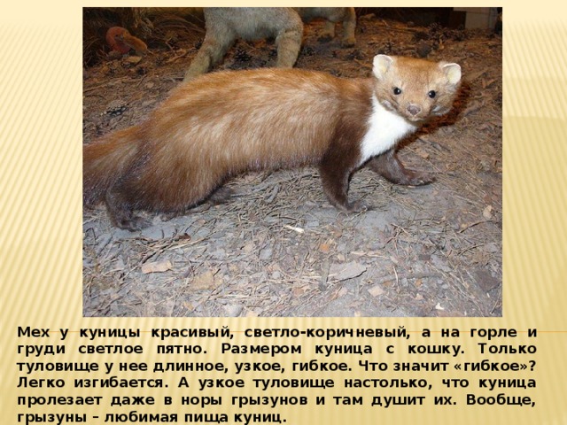 Мех у куницы красивый, светло-коричневый, а на горле и груди светлое пятно. Размером куница с кошку. Только туловище у нее длинное, узкое, гибкое. Что значит &laquo;гибкое&raquo;? Легко изгибается. А узкое туловище настолько, что куница пролезает даже в норы грызунов и там душит их. Вообще, грызуны – любимая пища куниц.
