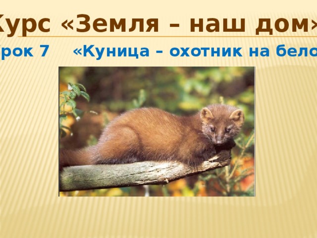 Курс &laquo;Земля – наш дом&raquo; Урок 7 &laquo;Куница – охотник на белок&raquo;