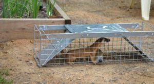 ласка и лиса в курятнике-2