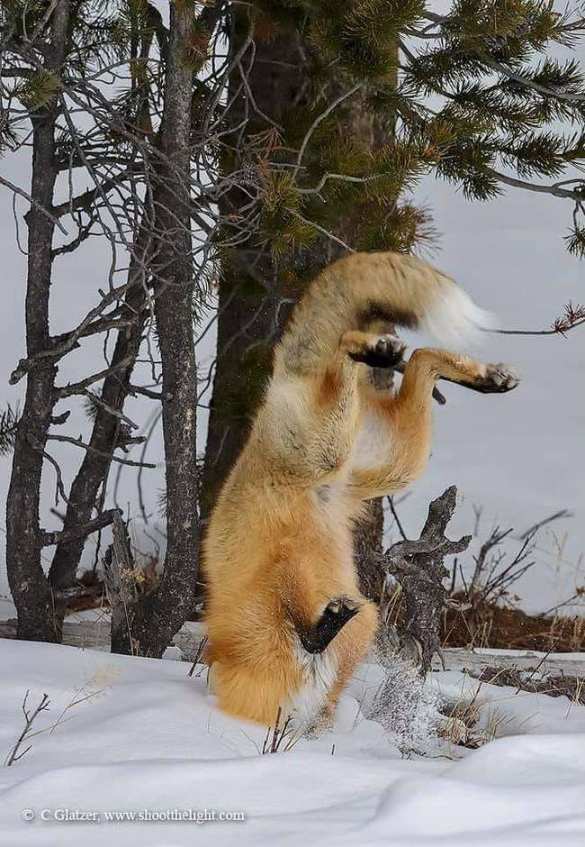 Тыц Лиса, Фотография, Мышкование, Зима, Снег