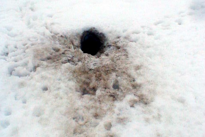 У лисы хвост пахнет фиалками! Лиса, Хитрость, Дикие животные, Хвост, Запах, Фиалки, Норка, Зима, Мышкование, Терпение, Дикая природа, Животные, Красота природы, Видео, Длиннопост