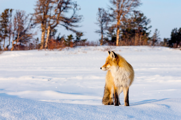 У лисы хвост пахнет фиалками! Лиса, Хитрость, Дикие животные, Хвост, Запах, Фиалки, Норка, Зима, Мышкование, Терпение, Дикая природа, Животные, Красота природы, Видео, Длиннопост