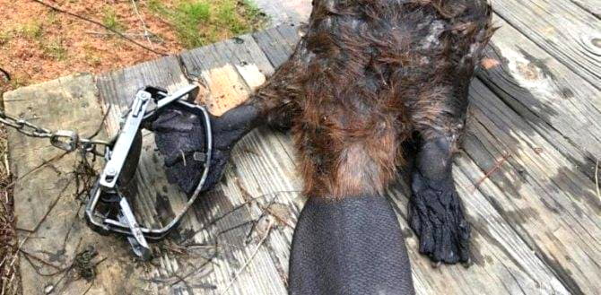 Проходные капканы на бобров