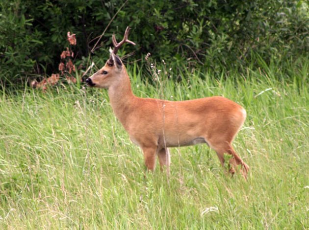 Охота на косулю