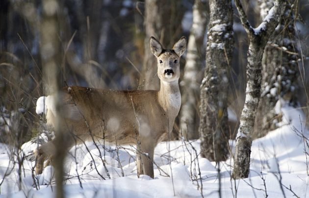 косуля зимой