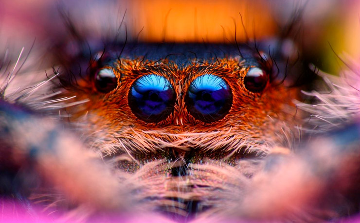 паук_скакун