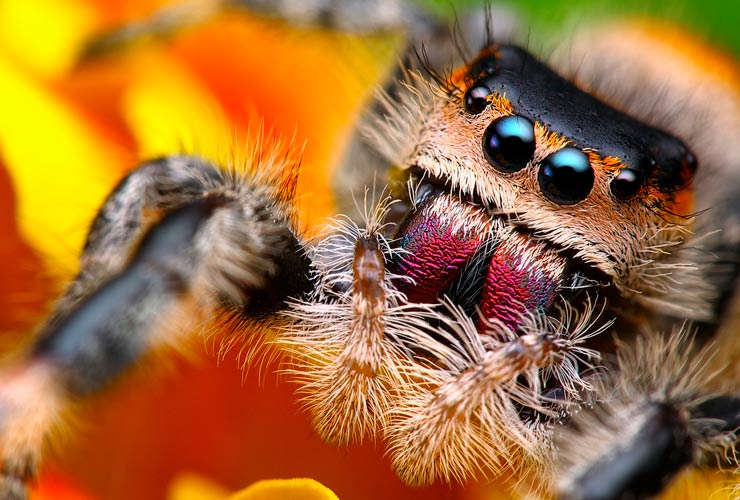 паук_скакун1