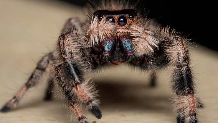 паук_скакун3