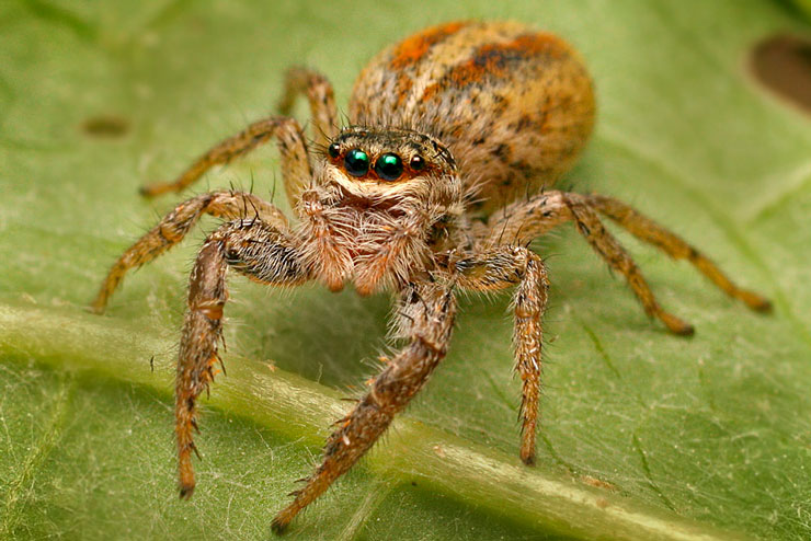 паук_скакун7