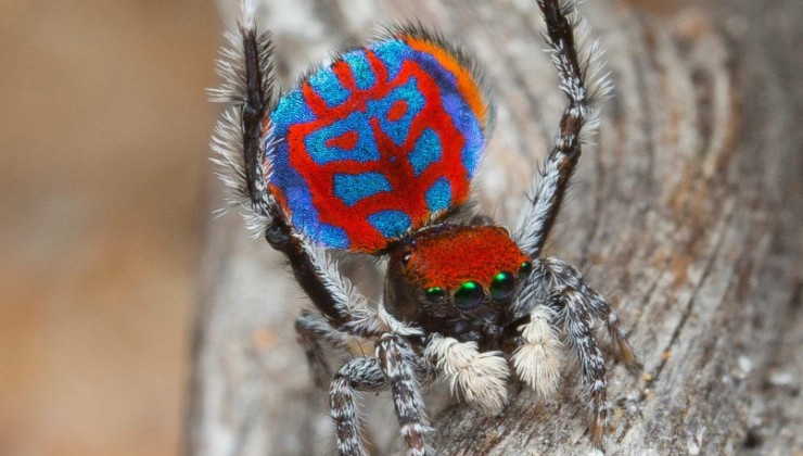 Австралийский паук