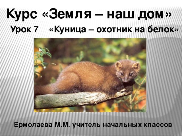 Курс &laquo;Земля – наш дом&raquo; Урок 7 &laquo;Куница – охотник на белок&raquo; Ермолаева М.М. учит. 