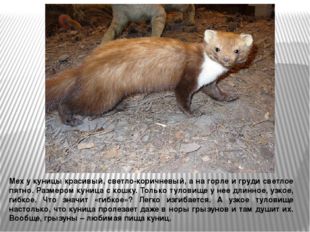 Мех у куницы красивый, светло-коричневый, а на горле и груди светлое пятно. Р