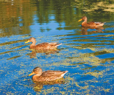 На утку в августе.