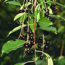 черемуха душистая