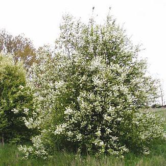 черемуха цветет