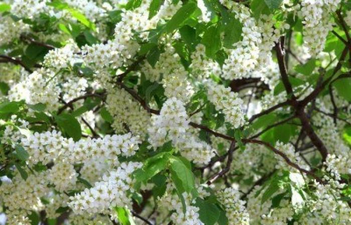 когда цветет черемуха