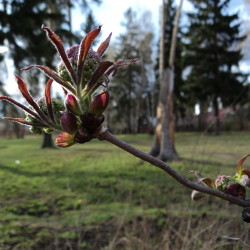 Весна. Диктанты для 4 класса