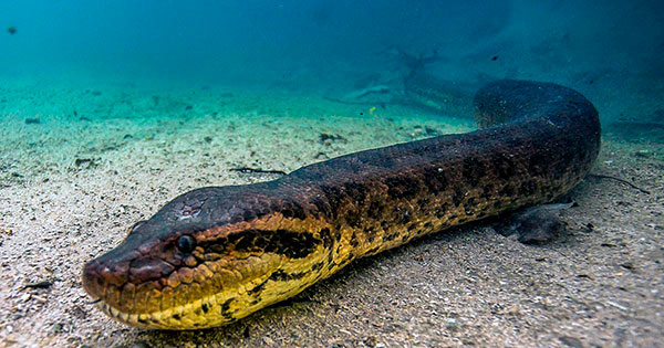 Анаконда является водным жителем и обитает в тихих и тёплых водах заводей, рек и протоков