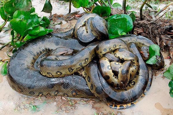 Беременность у анаконды длится 7 месяцев, после чего на свет появляются до 40 детёнышей