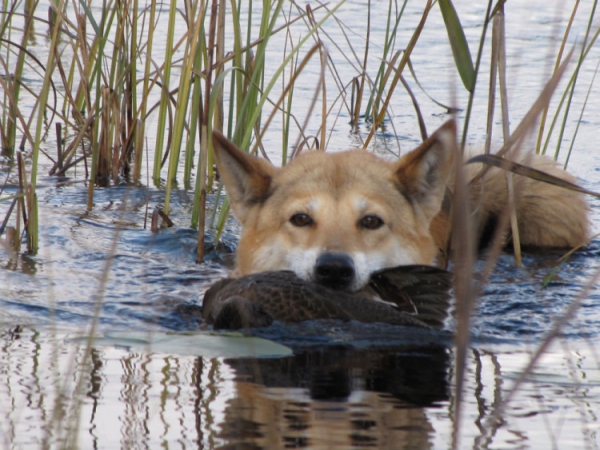 дрессировка лаек