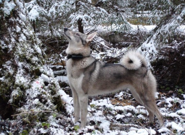 дрессировка лаек