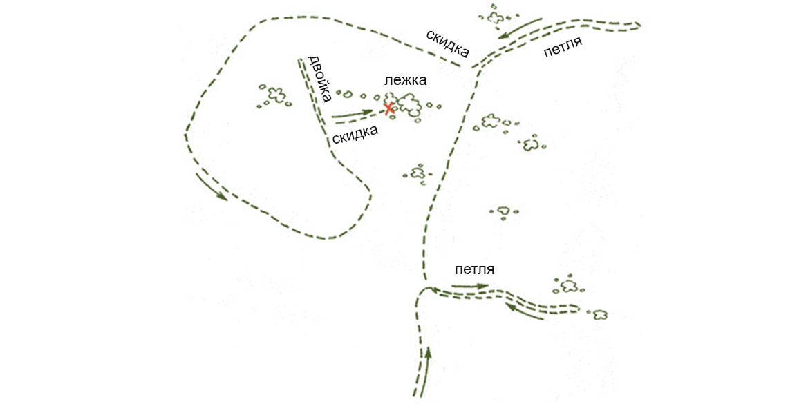 Направление движения зайца по следам. Погрызы зайца беляка. Следы зайца беляка. Картина следы зайца. Как заяц запутывает следы.