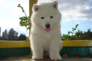 Щенок лайки