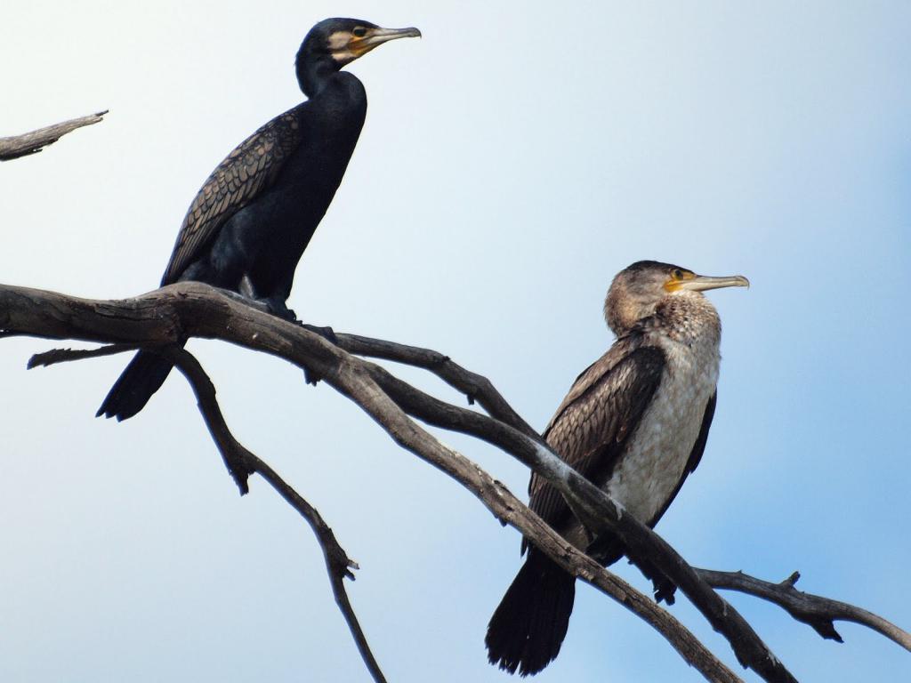 пара бакланов