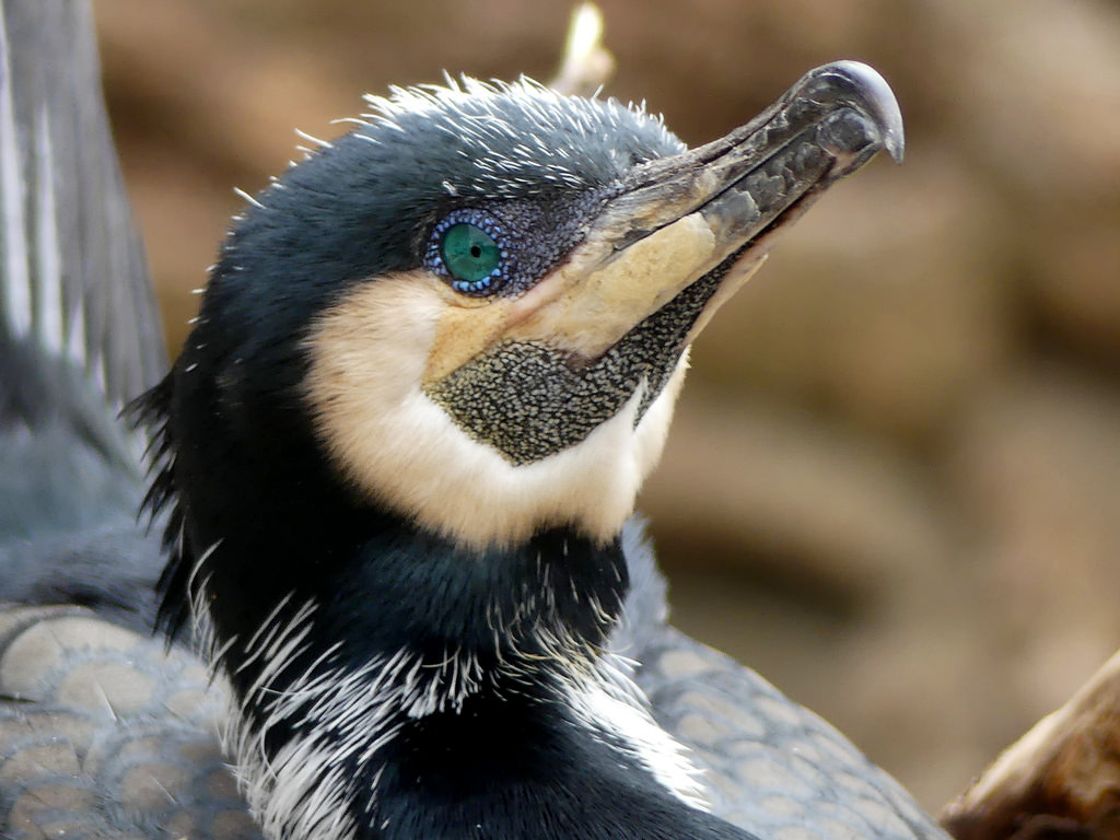 баклан вблизи