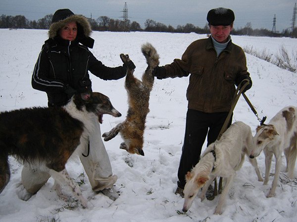 Охота с борзыми на лису