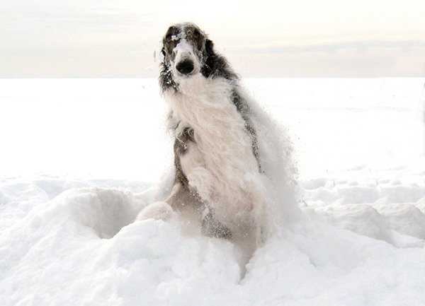 Собака в снегу