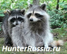 Семья енотов