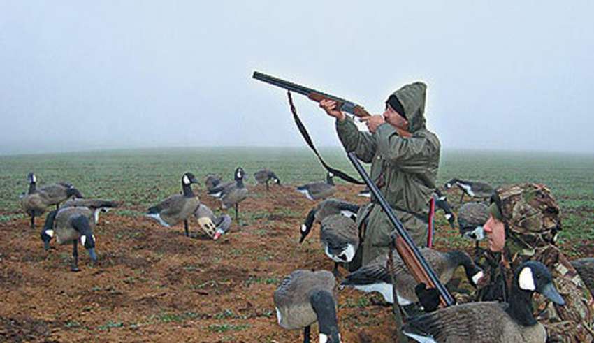 Охота на гусей для новичков, начинающих