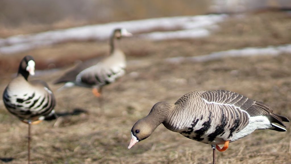 чучела гусей