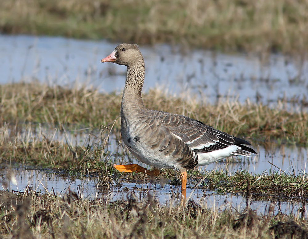 белолобый гусь